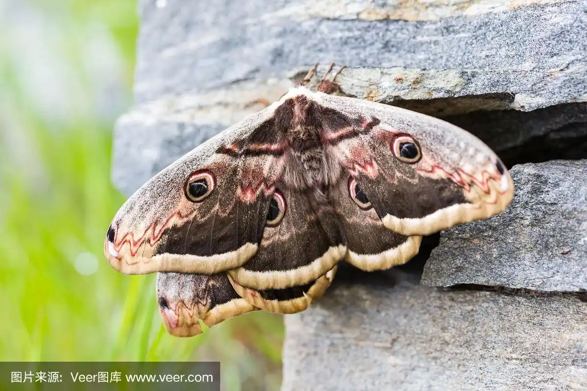 特写两大帝王蛾(saturnia pyri)蝴蝶