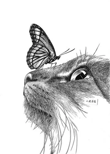 黑白动物绘一只猫