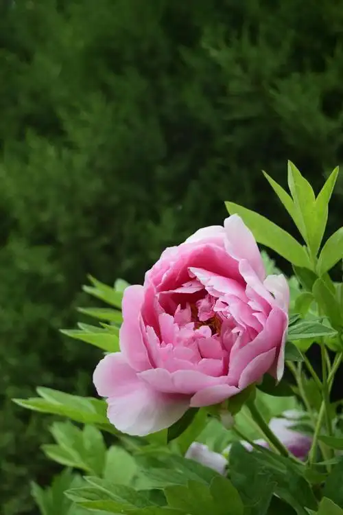 花开富贵 · 牡丹