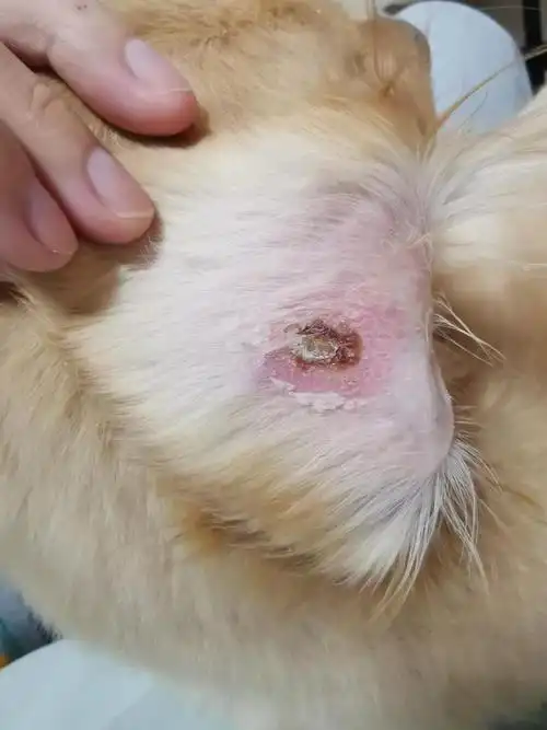 讨论三个月的金毛这是有皮肤病吗多图慎入