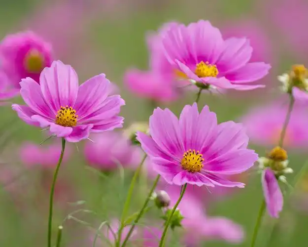 首页 鲜花 粉红色的花,波斯菊 壁纸 下载 1280x1024 粉红色的花