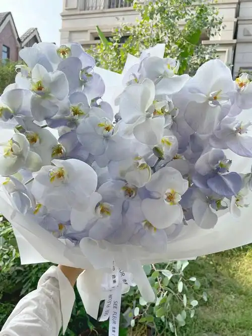 生日花束  #鲜花分享  #送领导的生日花  #蝴蝶兰  #蝴蝶兰花束