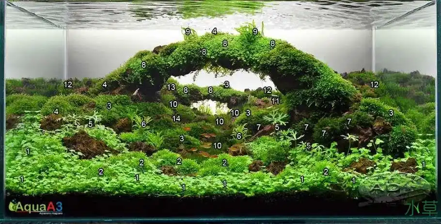 水草种类及分布