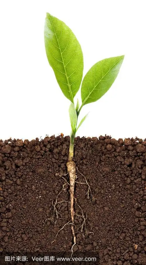 可见地下根的生长植物