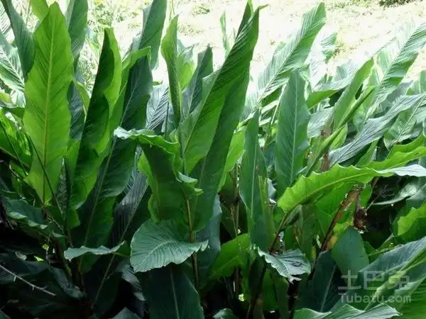 草果图片及价值