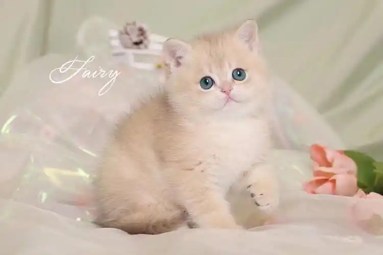 蓝金渐层短毛弟弟ay12色酷爱踩奶撒娇的粘人精小耳朵大眼睛