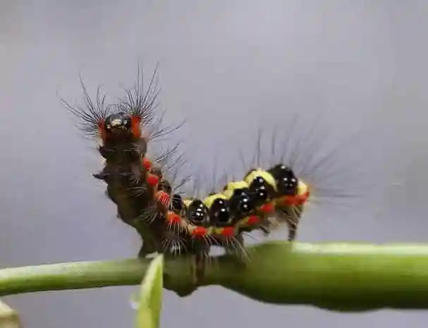 害虫洋辣子是什么,为什么卖这么贵?答案万万没想到