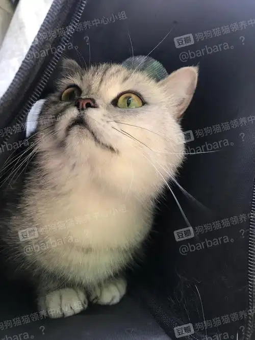 上海赛级粑粑银渐层家养小猫,找靠谱家长,圆头圆脑品相超好