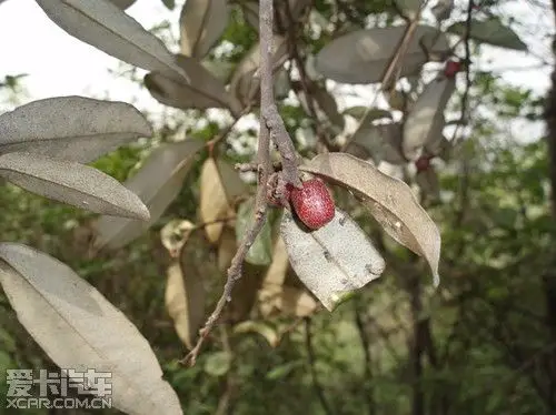 人间四月天,麻城看杜鹃.