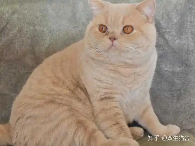 想买一只乳色英短 在哪买比较价格实惠且猫咪品相较好呢 行价大概是