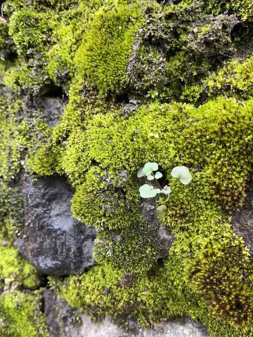 雨后路过的青苔,带回去做成青苔饭 #青苔 #青苔造景 #苔藓