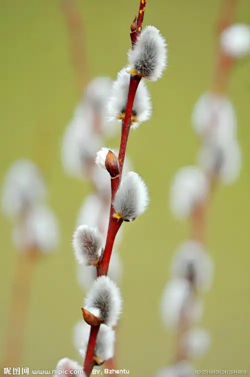 这是什么花?我妈妈觉得这种花很好养想再买点但不知道叫啥名字!