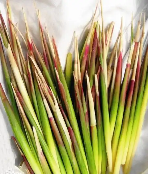 青未了燕子滴茅芽儿