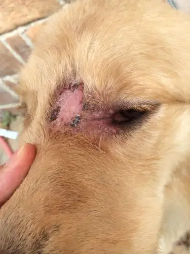 金毛脸上长癣,请帮帮它吧!