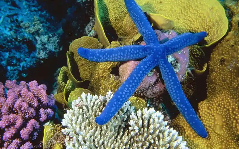 热带海底世界动物摄影高清壁纸图片大全