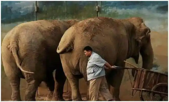 10,孙越大象饲养员