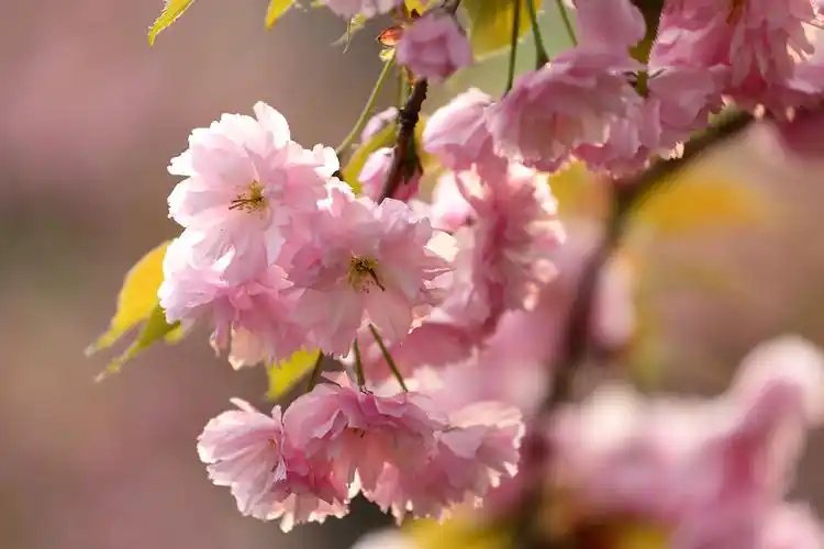 春天的色彩---樱花