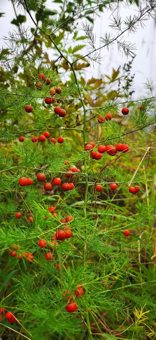 一棵结满果实的茂盛的天门冬,这个路程下来,只此一棵.