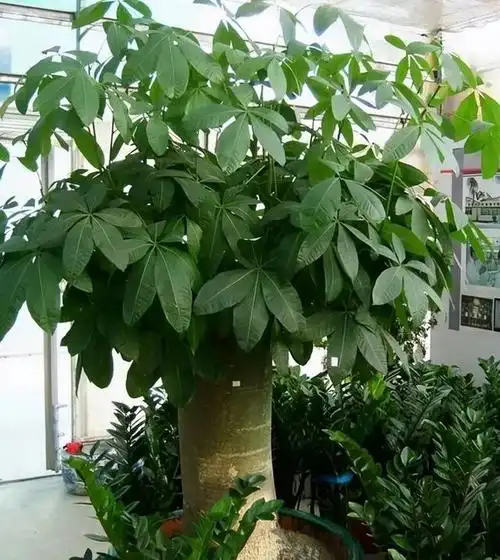 招财树叶子发黄掉叶子?分析招财树叶子发黄掉叶子的9个原因