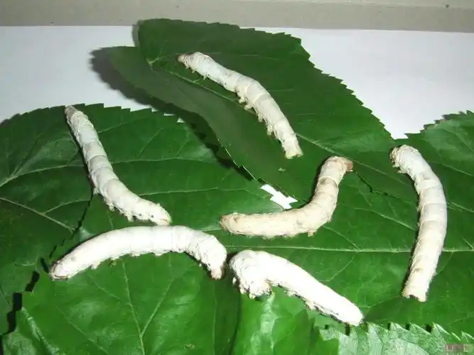 中班空中课堂——《可爱的蚕宝宝》