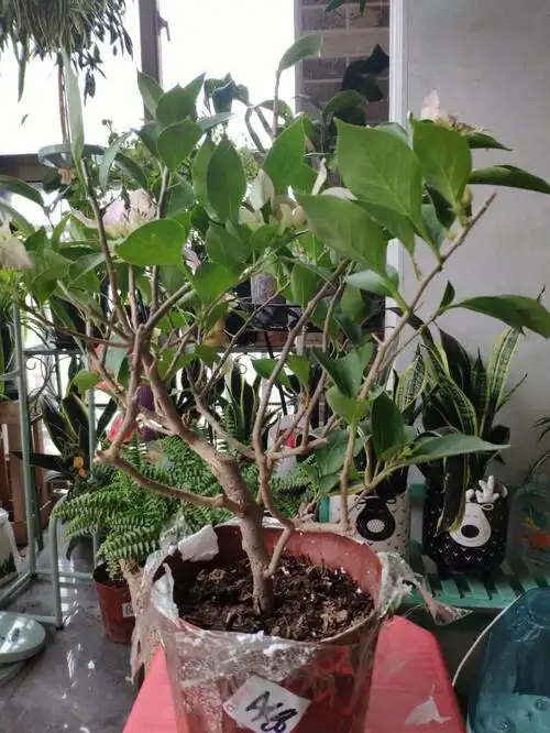 新入手的三角梅求大神指教怎么修剪好看