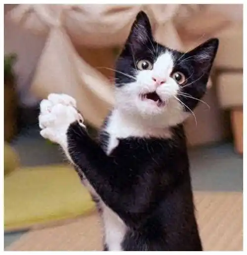 疯狗快跑:如何成为网友新宠,吸引眼球,赢得狂热追捧!