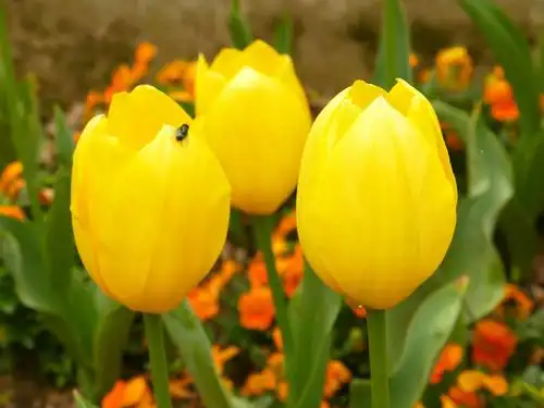 写美篇郁金香美丽,高雅,珍贵,李白以"兰陵美酒郁金香玉碗盛来琥珀光"