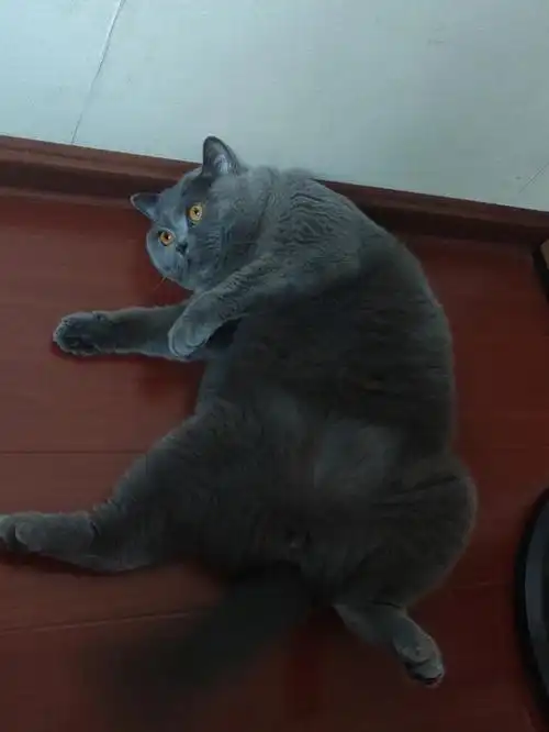 你礼貌吗小公猫受到致命一击#英短蓝猫  #猫咪日常