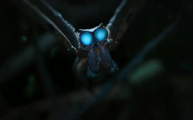 神秘的鬼面蛛如何织网捕猎