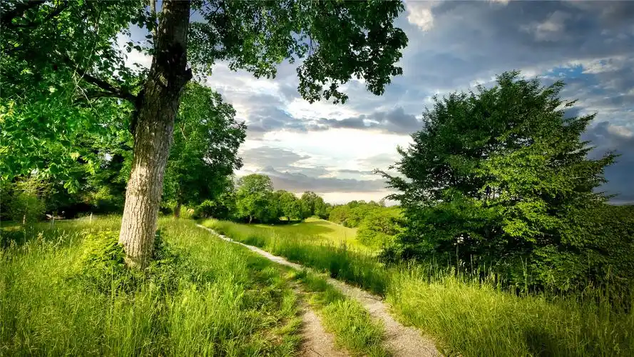 护眼绿色自然风景高清桌面壁纸