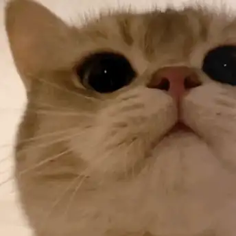 表情包:超可爱的萌宠猫咪动态静态表情包_时候_种类