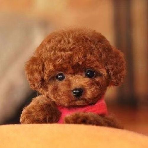 萌宠物泰迪纯种狗狗直播活体成年泰迪博美纯种宠物狗直播短毛泰迪