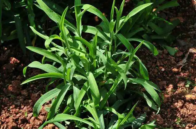 柴胡的行情(柴胡疏肝丸和柴胡舒肝丸) - 今天股市最新消息