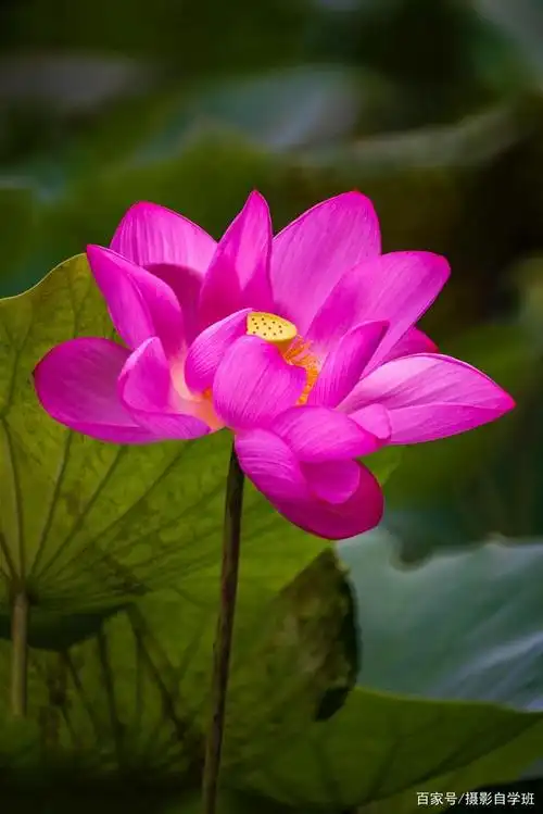 荷花照片想好看,这5个拍摄错误不能犯,改正技巧很简单