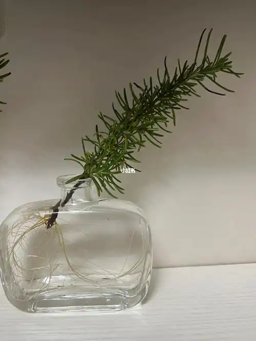 迷迭香水培后续