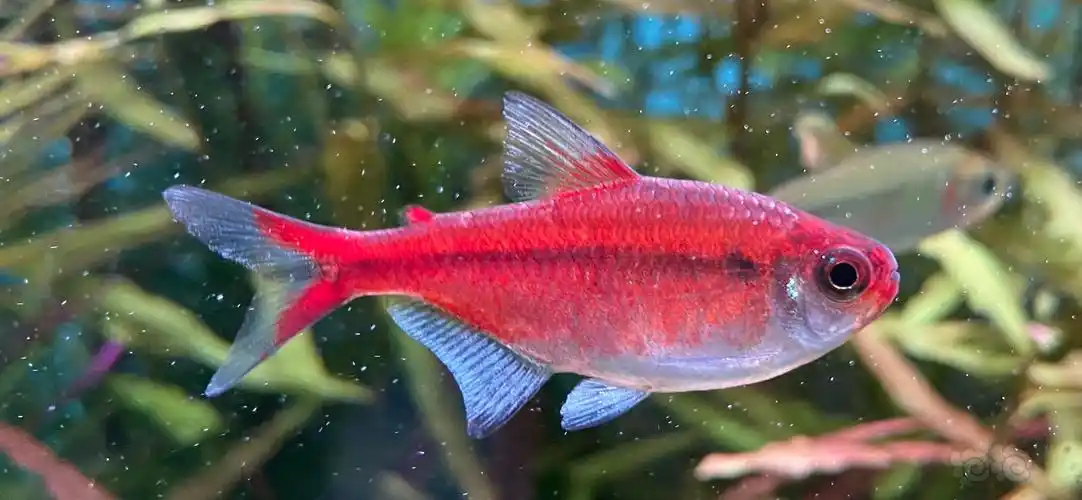 灯科鱼高清人工红月灯鱼