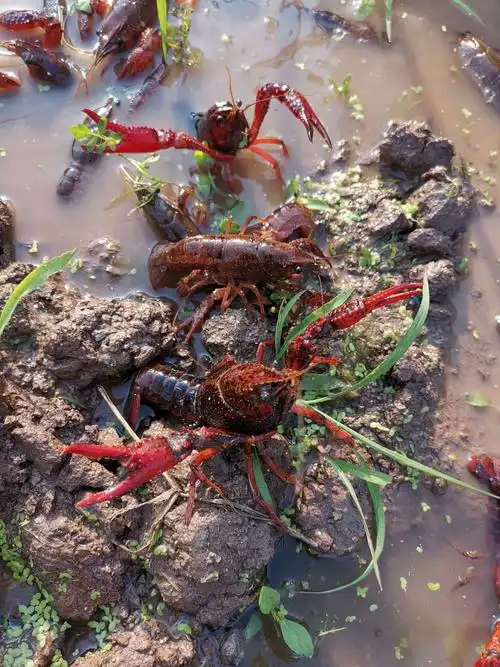 活蹦乱跳的小龙虾