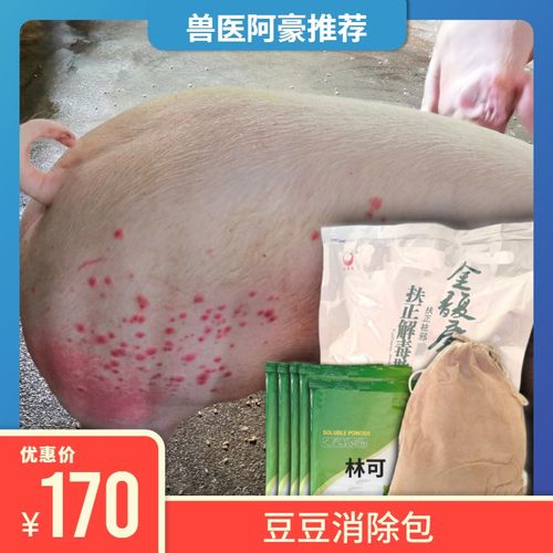 兽医阿豪猪豆豆红疙瘩痘疹湿疹豆豆消除包