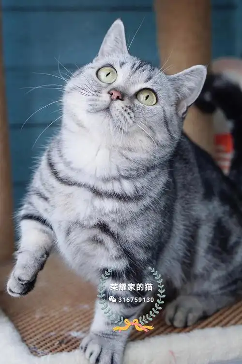 曼基康,矮脚银虎斑妹妹,找新家