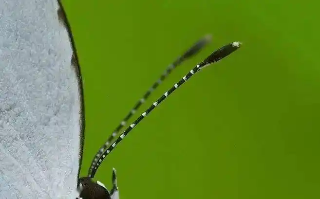 我们来唠唠!_飞蛾_触角_腹部