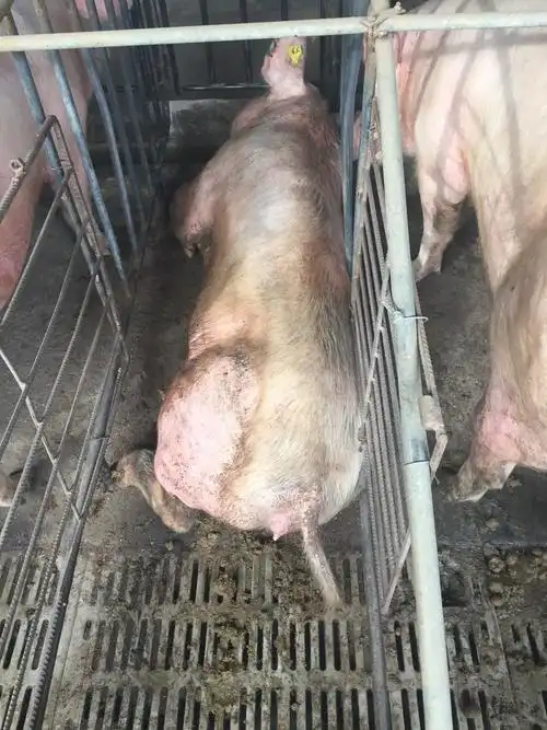 母猪体表寄生虫感染严重