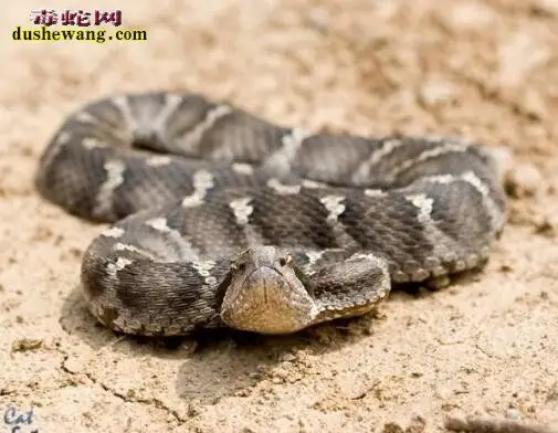 七寸蛇图片大全