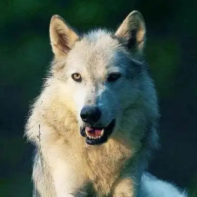 狼图片头像