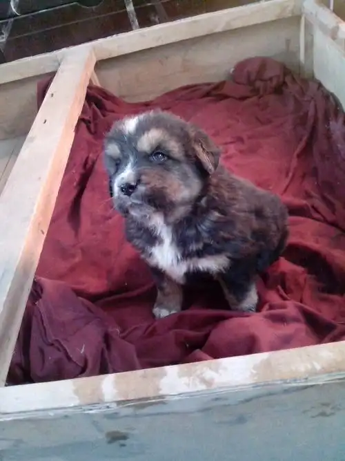 没满月的小藏獒胸前和爪子全是白毛是不是串儿啊 2 2008-04-20 脚上有