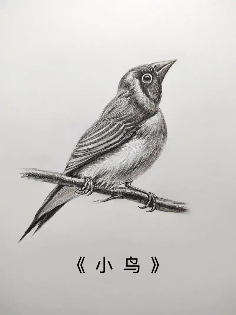 简单易学的素描小鸟画法.#画画 #图文日记 #一起学画画 # - 抖音