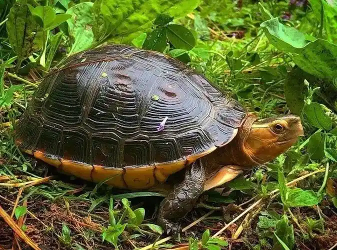 没想到龟价上涨的同时,还带来意想不到的效果_设备_生活_自然