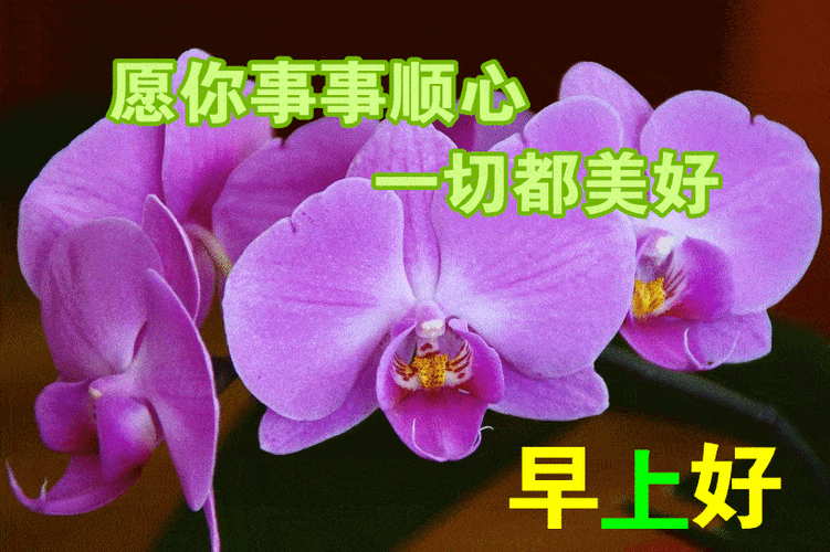 若真是如此,我愿意做幸福的使者,在晨曦到来时,对你轻轻道一句:早安!