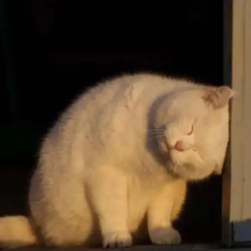 100张可爱猫咪无字表情包|头像