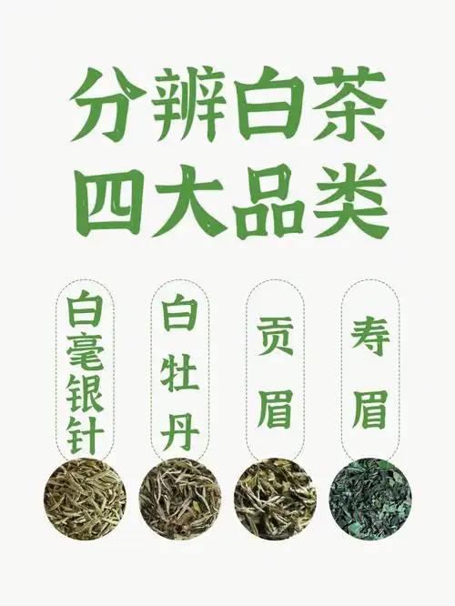 国际茶日中国茶图解分辨白茶的四大品类