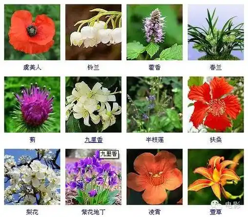 【 6 】【 5 】【 4 】【 3 】【 2 】先为大家介绍百花图,400多种